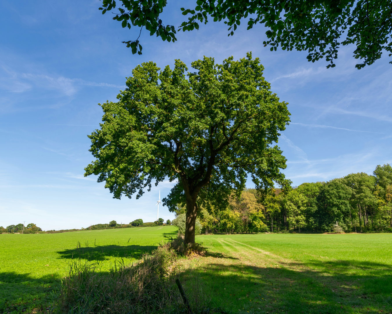 Abschnitt "Warum regionale Eiche"